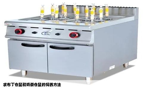求布丁仓鼠和奶茶仓鼠的饲养方法